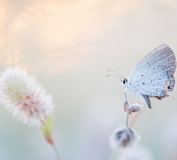Vlinder en bloem bij zonsondergang geven rust in het hoofd.